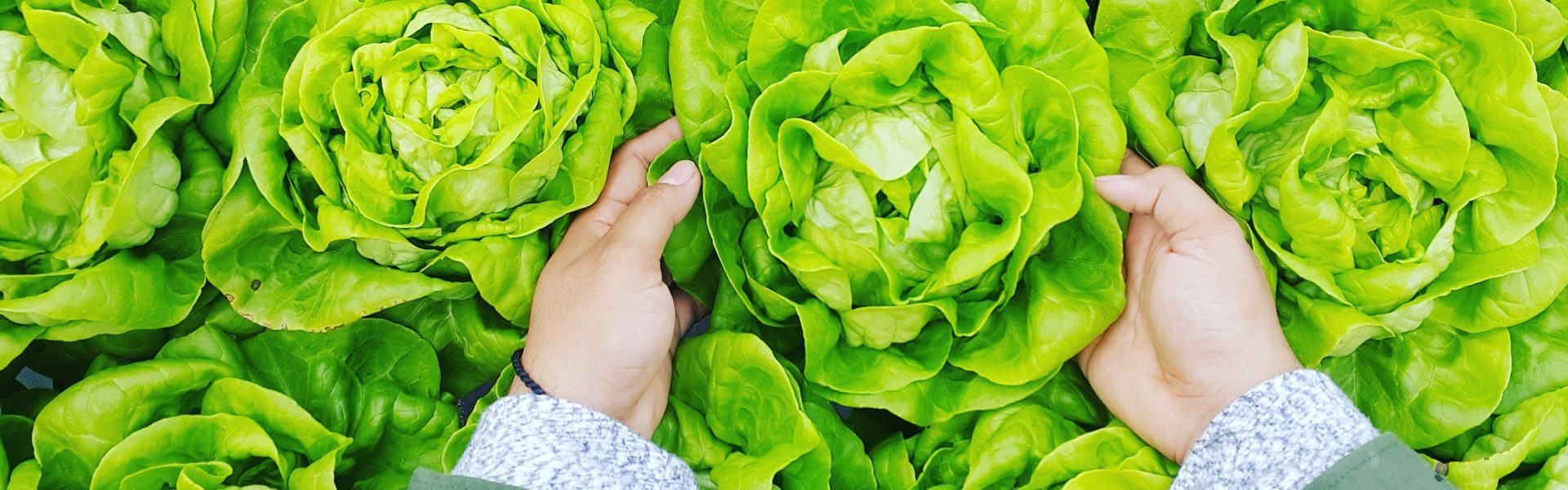 Úvodní stránka – Aquaponická farma Přáslavice