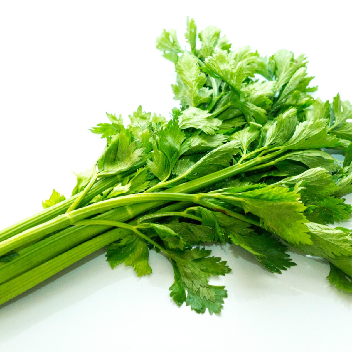 Celer listový